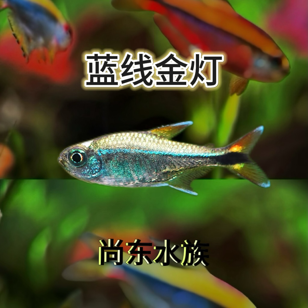 【尚东水族】蓝线金灯