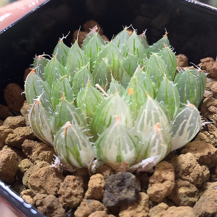 162号实生大卫玉露锦