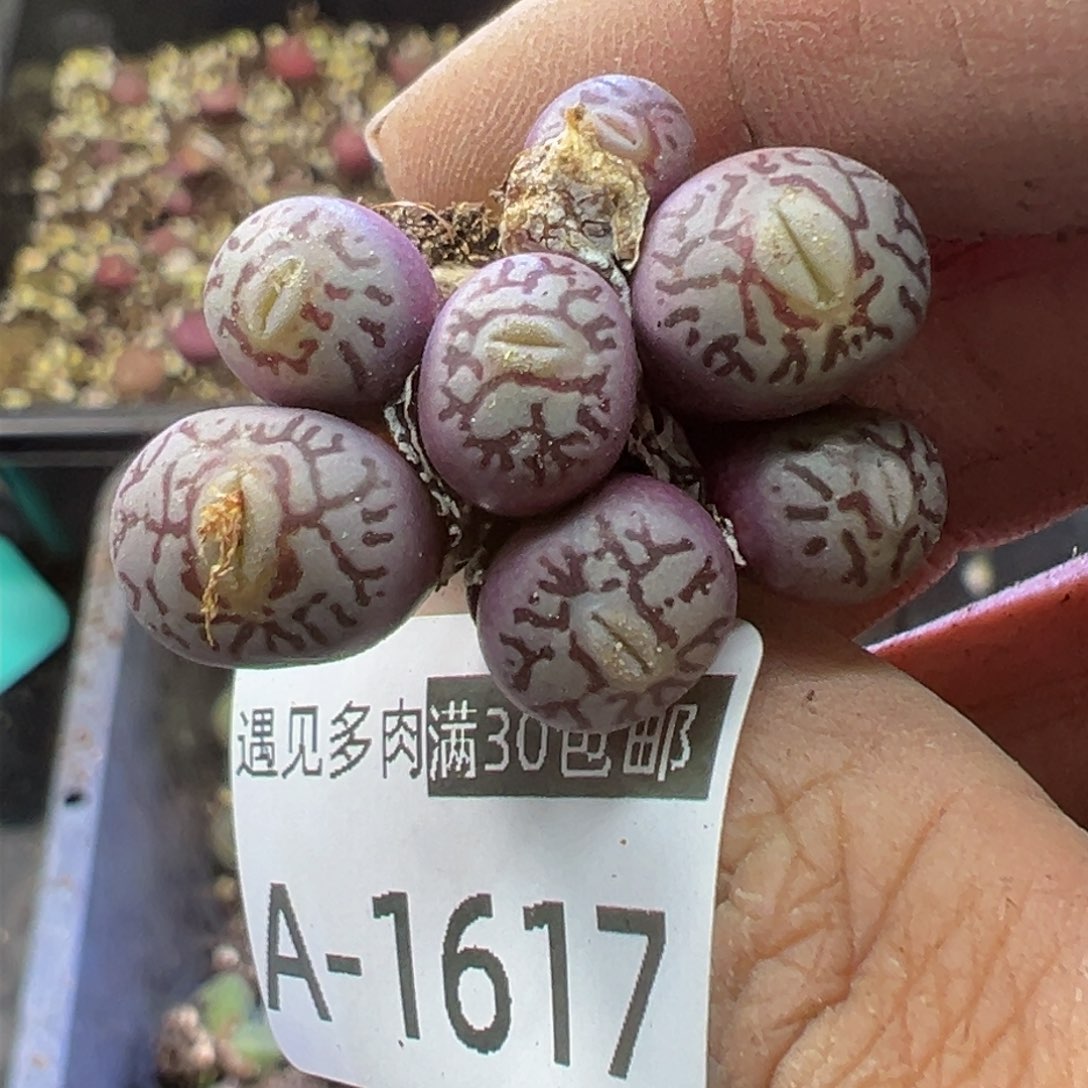 多肉植物111111111111111