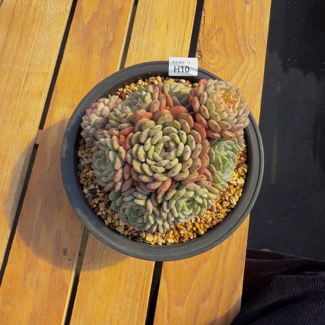 h h h h h h h h 10