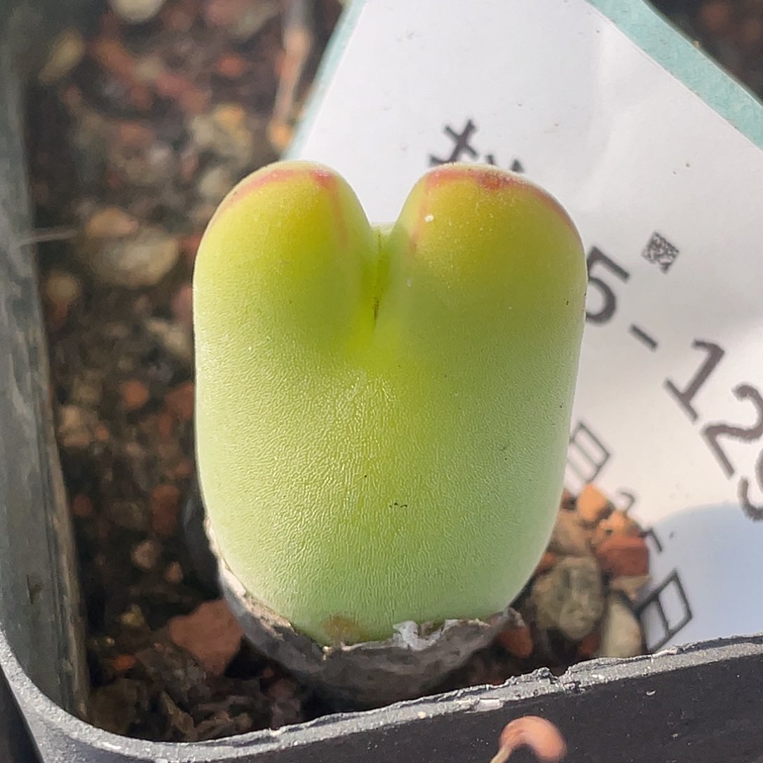 15-129毛将多肉植物