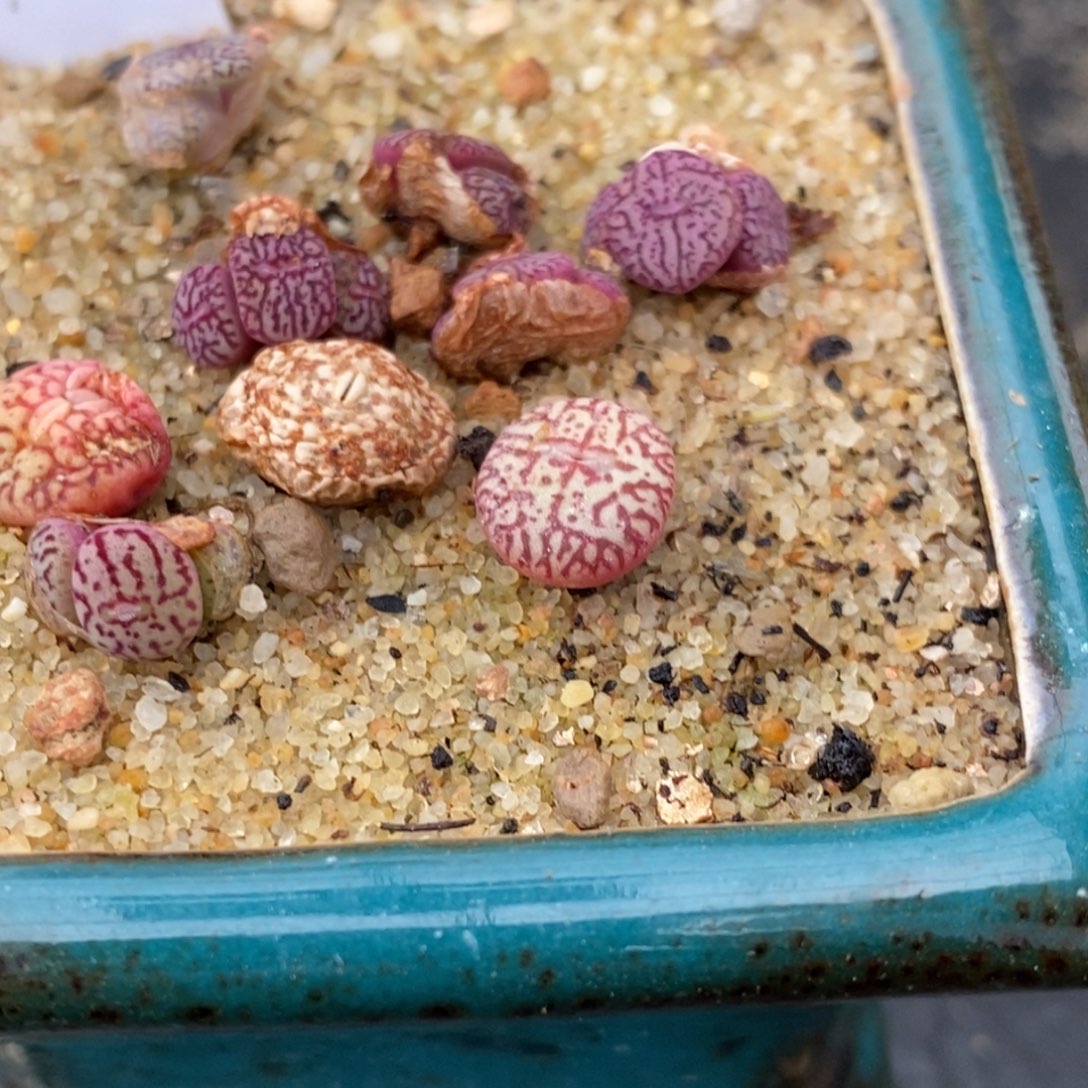 单头墨小锥一颗一颗