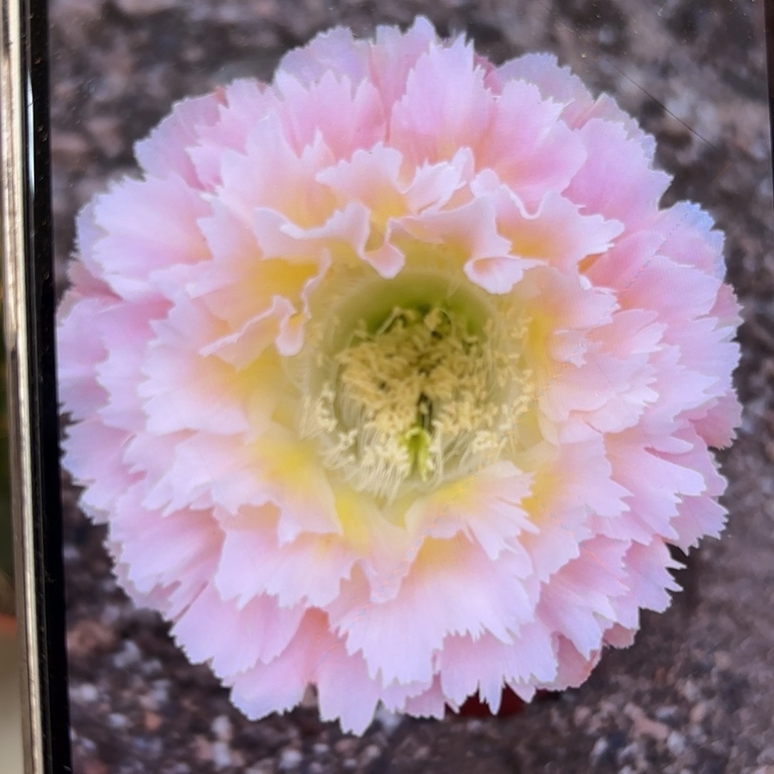 彩草颜如玉8-8.5公分左右