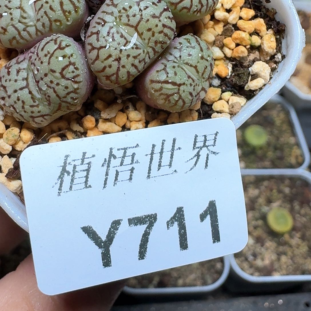 711号多肉植物哇f f