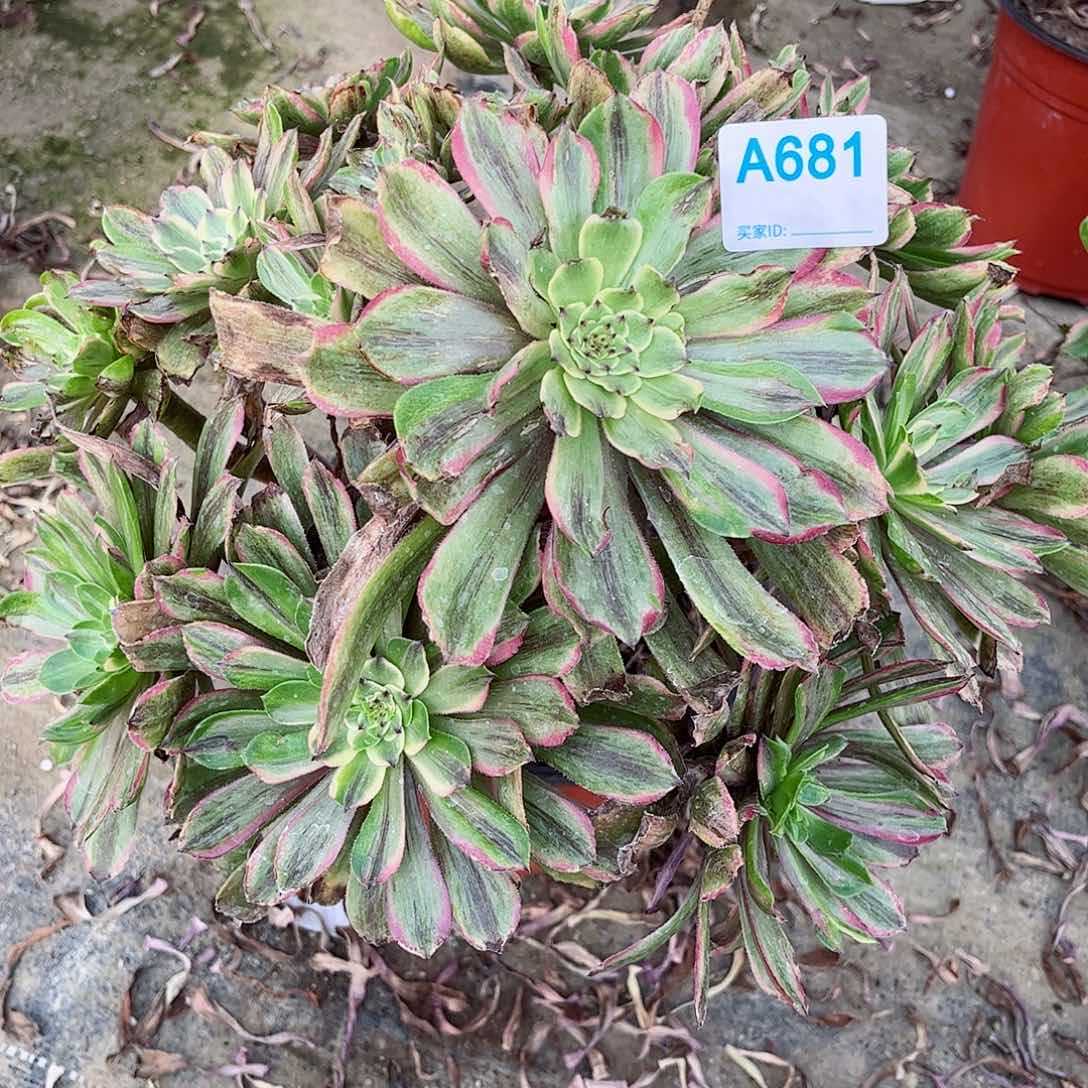 多肉植物粉袋681