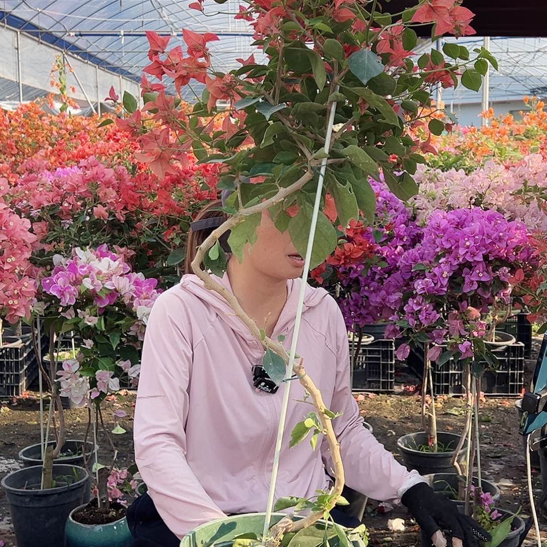 潘***芳大部分花苞少量开放M93佩德罗