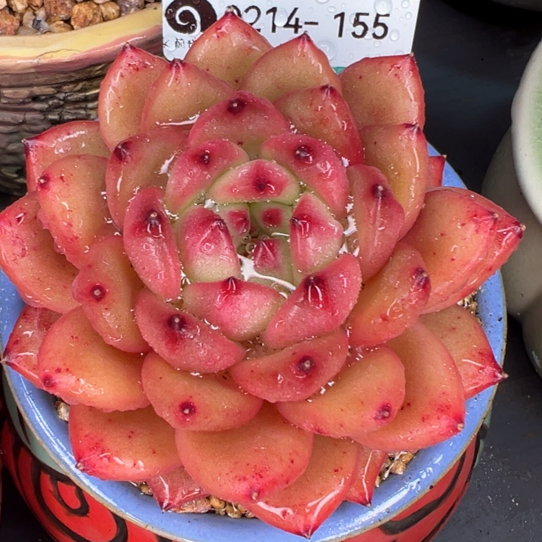 从前慢多肉精选编号0214.155