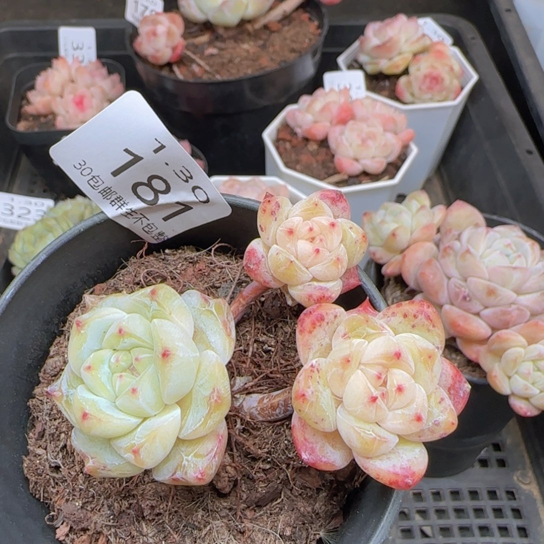 太妃糖三头老桩一颗