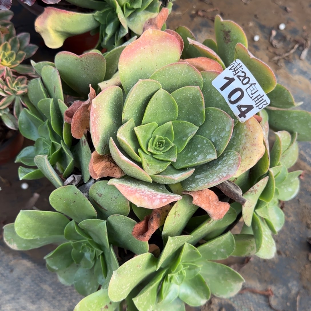 玉龙观音104满20包邮断枝不包