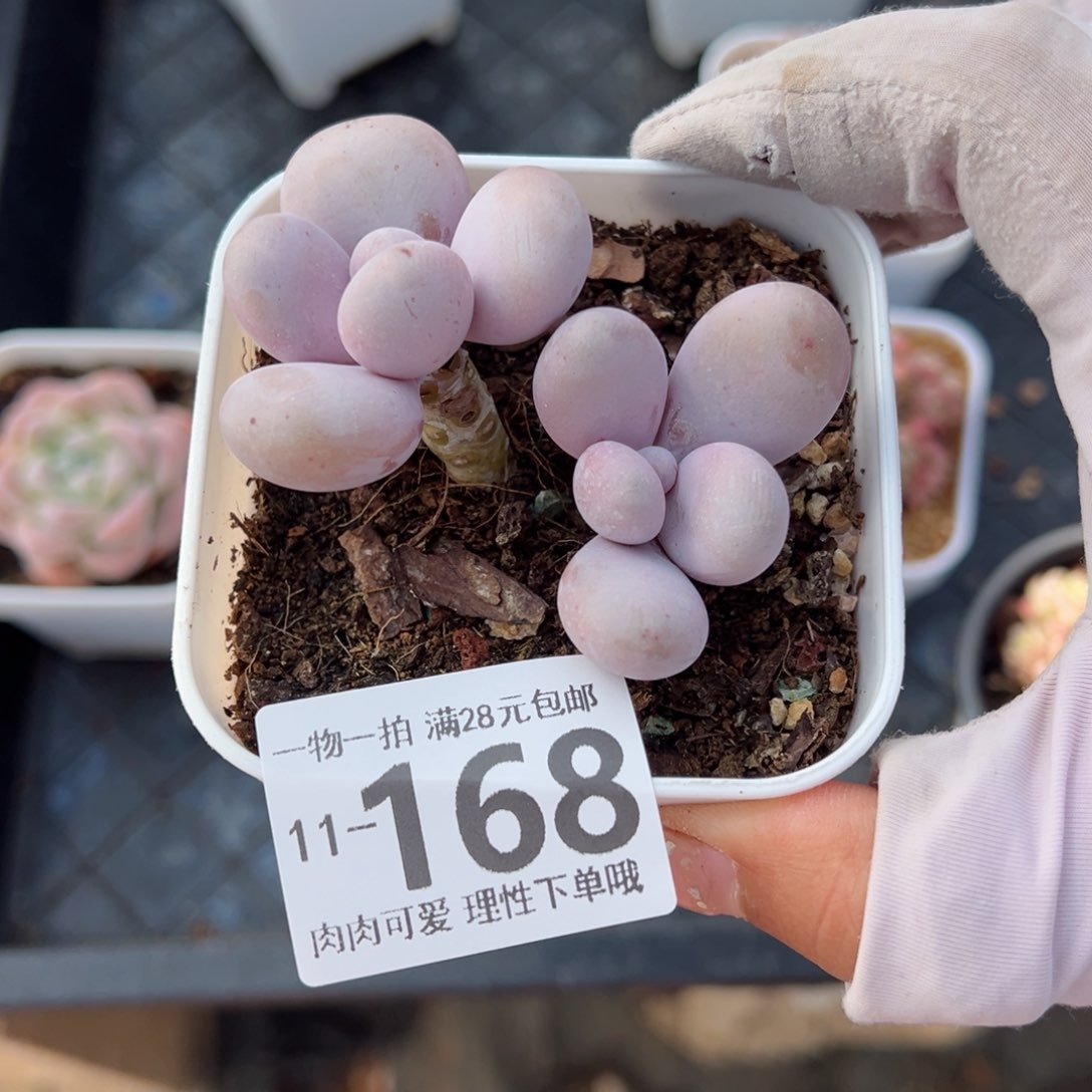 奶酪多肉多肉多肉多肉