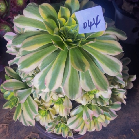 金丝翡翠多肉植物44多肉