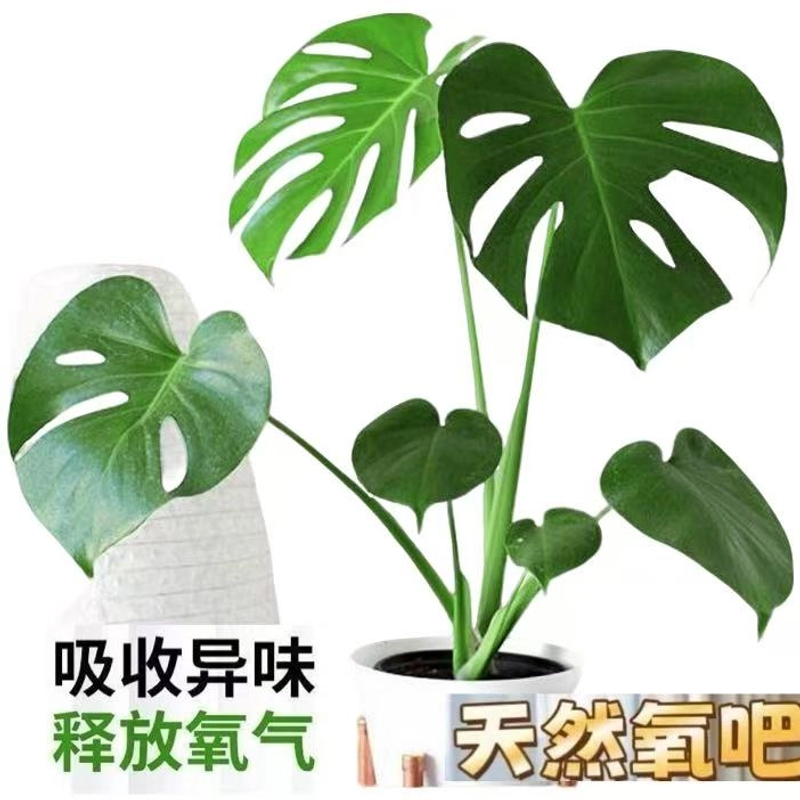 买一送一原盆原土不带花盆发货土培龟背竹基地室内绿植盆栽观叶