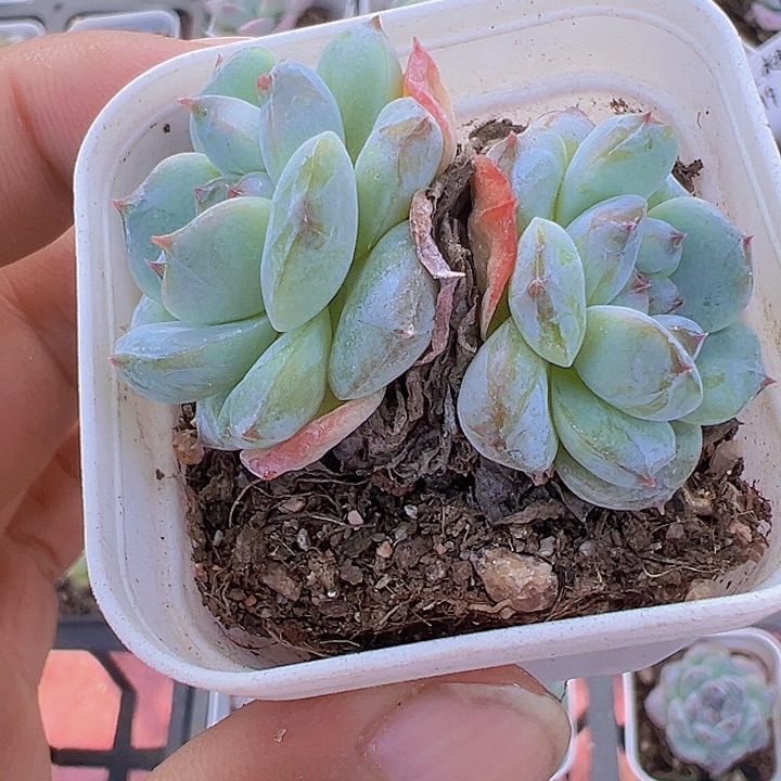 冰魄糖心精品多肉植物