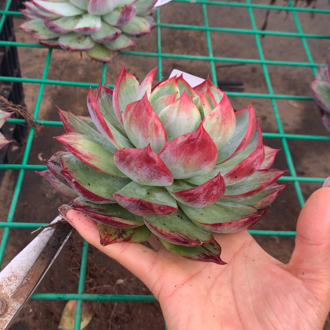 1102号多肉植物惊鸿，15
