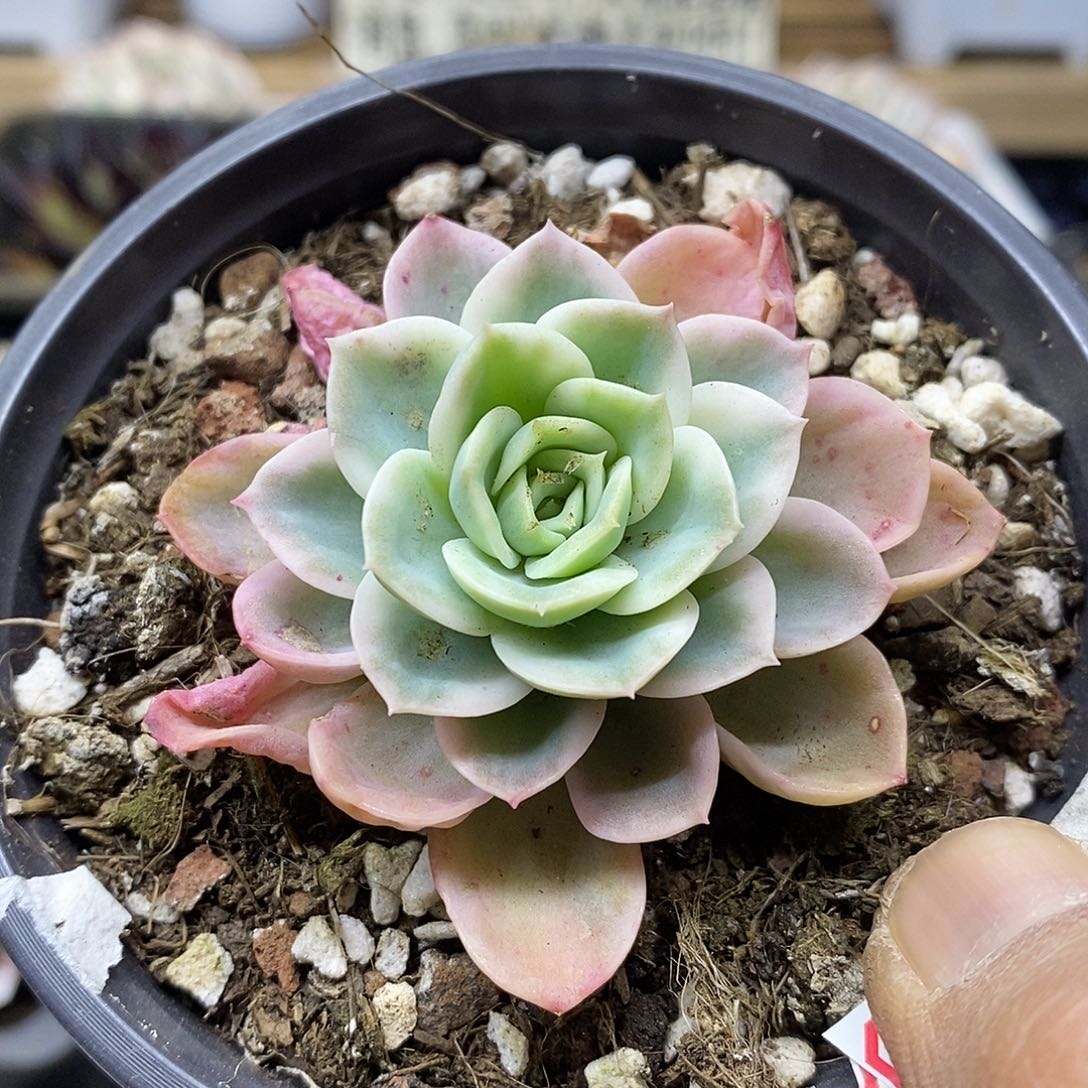 02156 哈密瓜覆轮锦