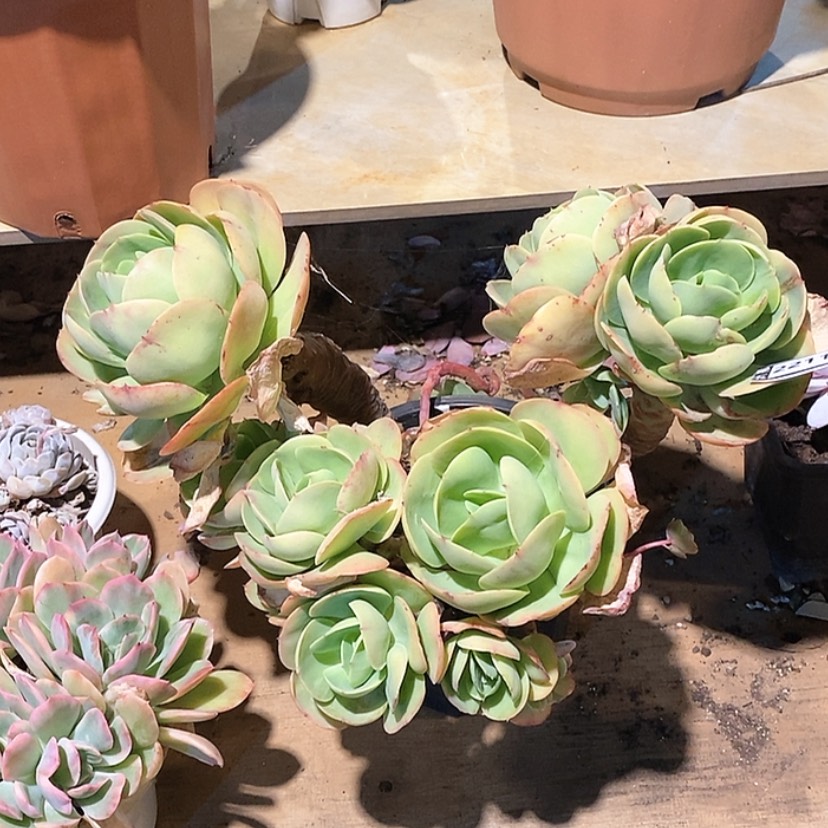 【闪购商品】碧桃22113