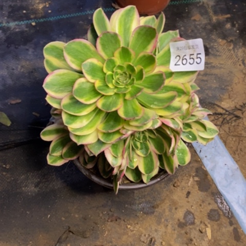 火龙果多肉植物2655