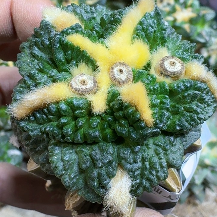 福利苗接龟甲777