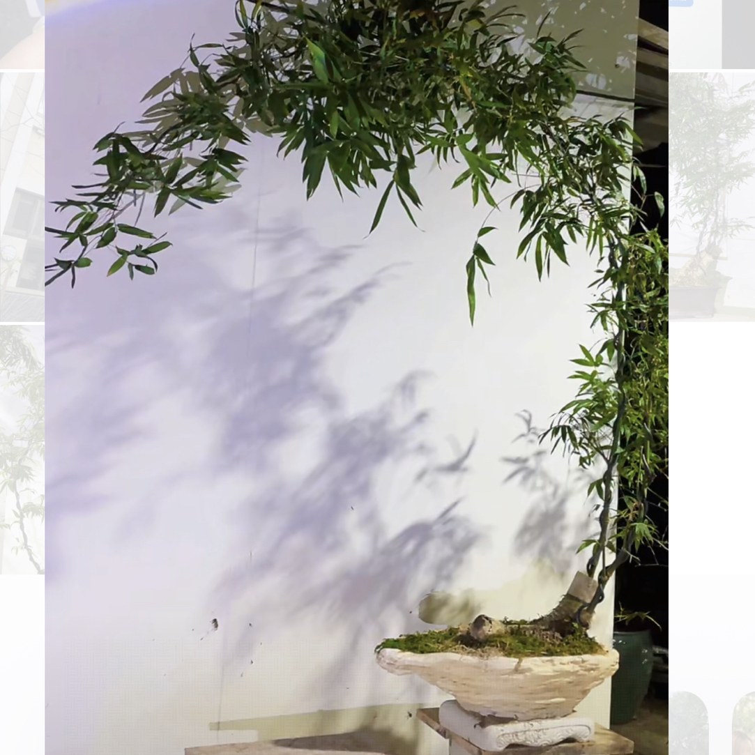 小叶簕竹/簕竹熟桩特价