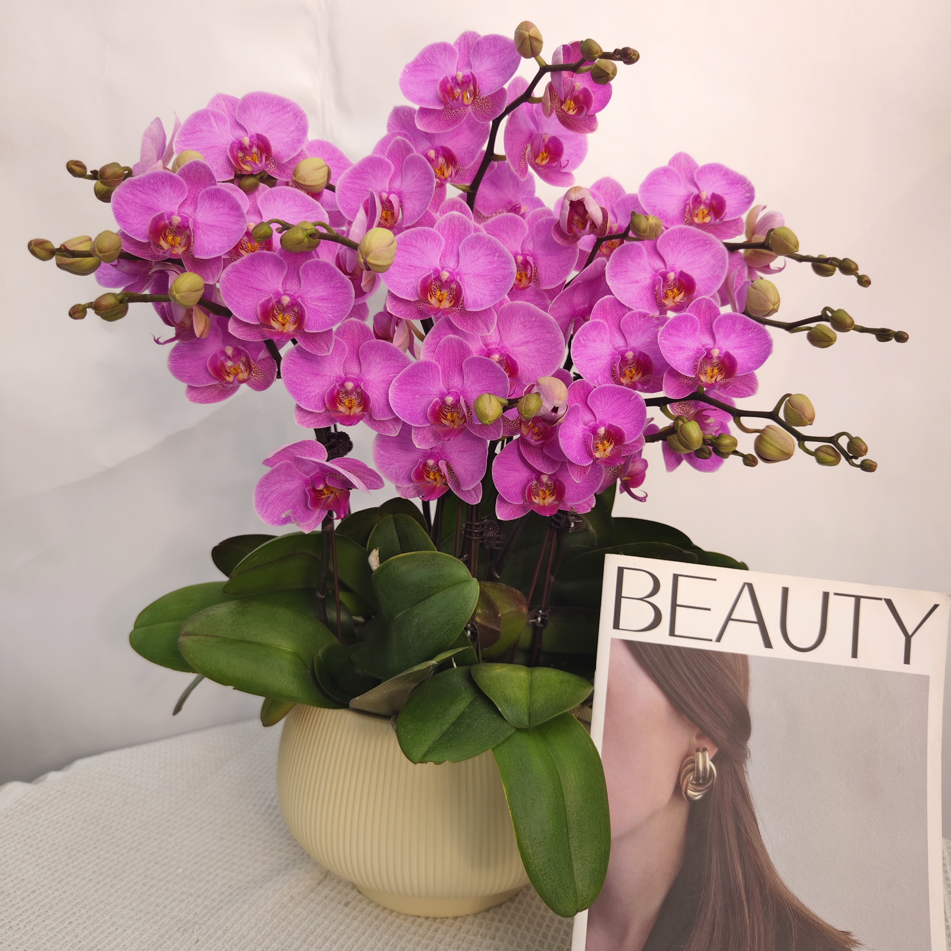 韵艺精选《十里桃花》蝴蝶兰紫色系列好养耐养带花带花苞室内美化