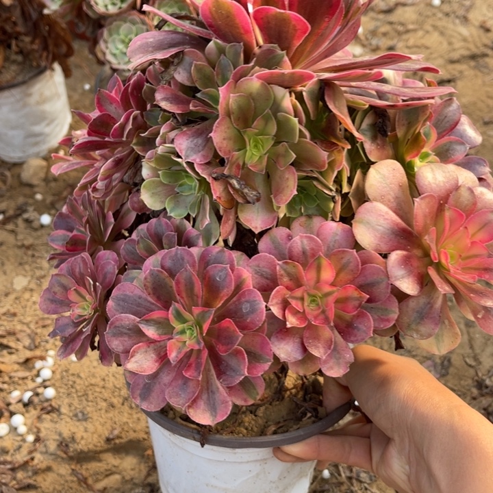 598美杜莎不太圆1号