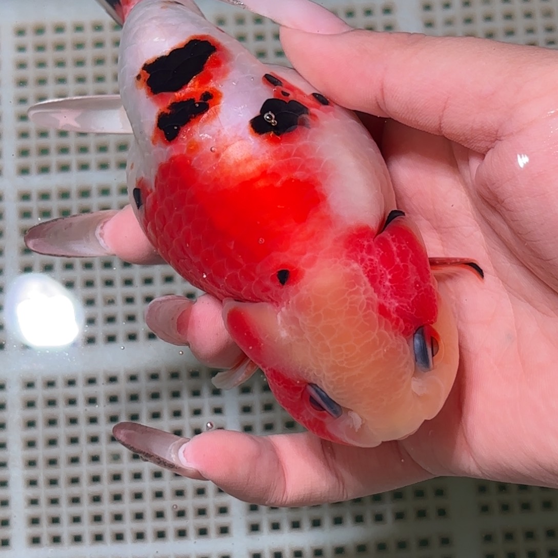 盼***盼金鱼拍包装包邮，不拍包装运费到付