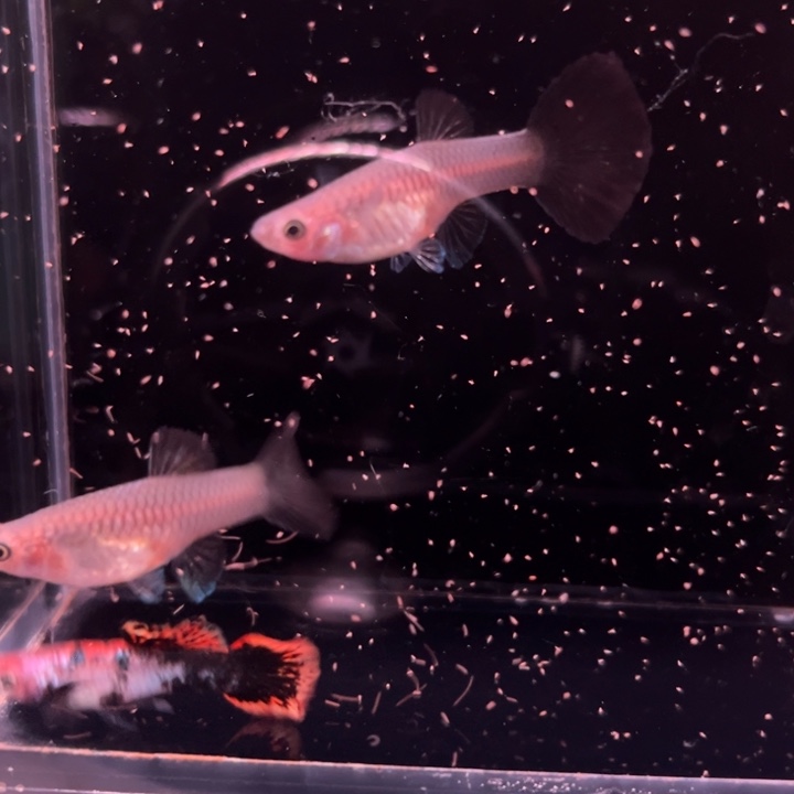 海水鱼高级红小圆尾2母1公