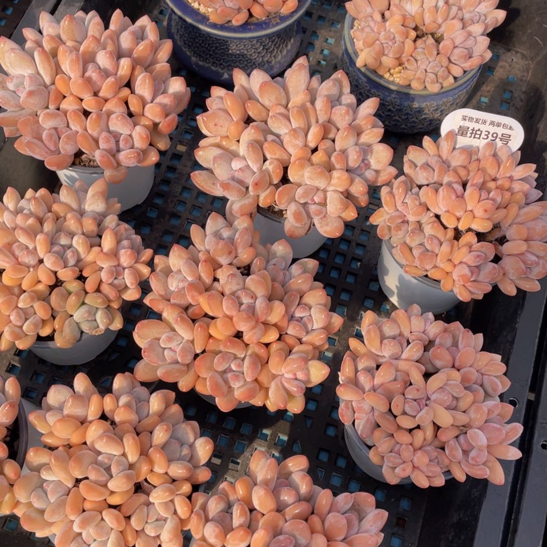 量拍39号粉香水组合满满手捧一大盆