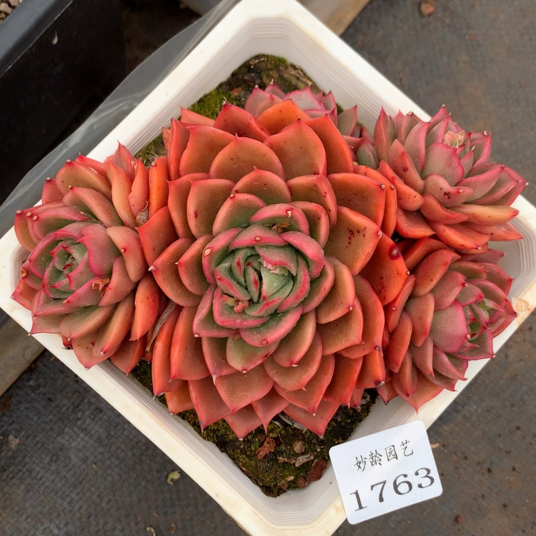 1763杂交精品基地15厘米