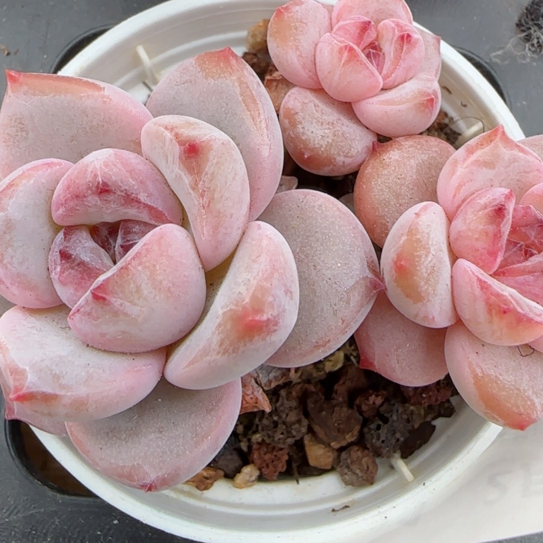 花语逸镜0208-141