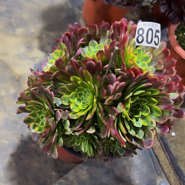 0000000000000000805嘉年华