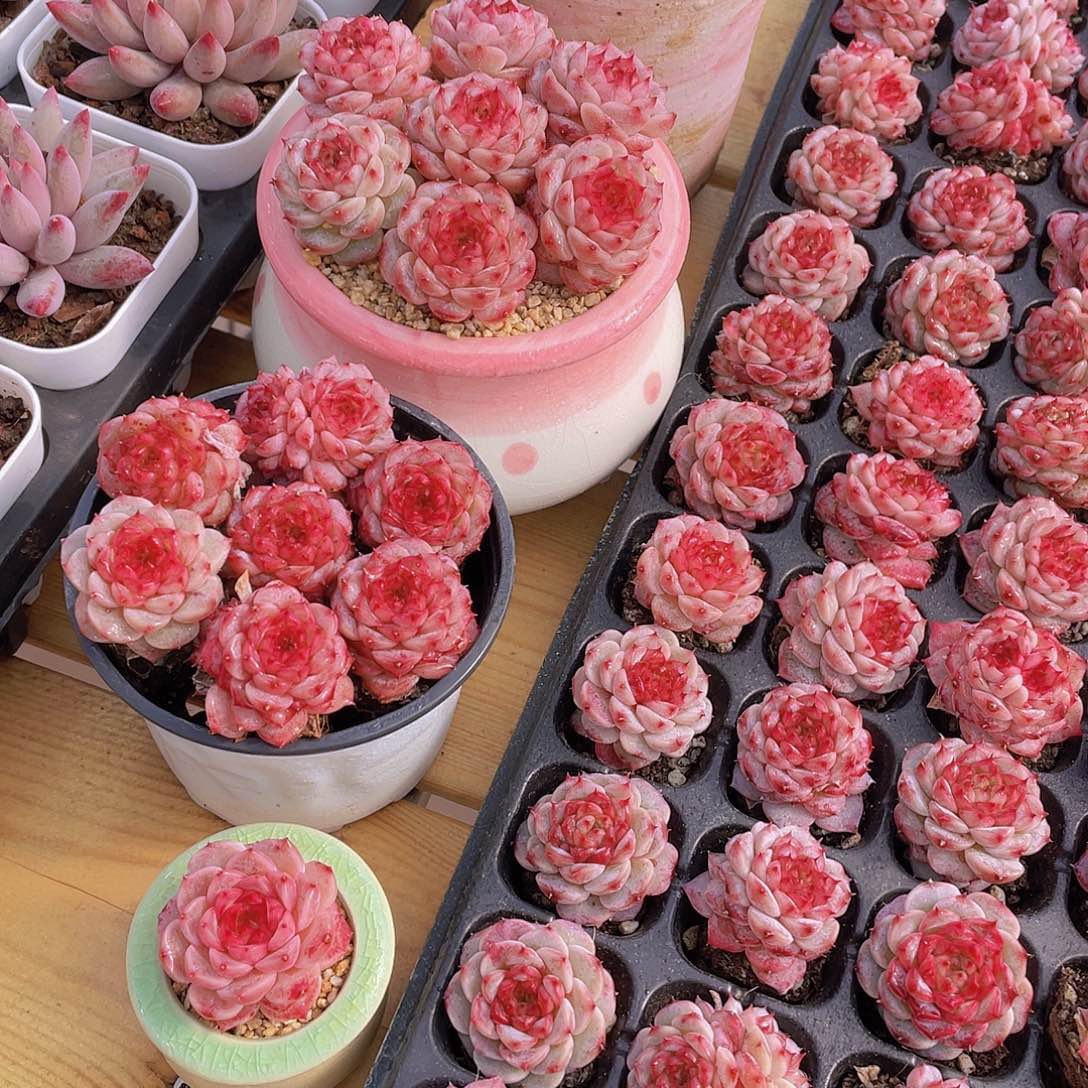 量拍72号 糖心天鹅绒单头双头混发7个