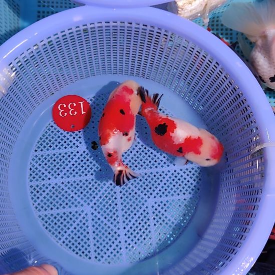 金鱼133兰寿两只特价顺丰包邮