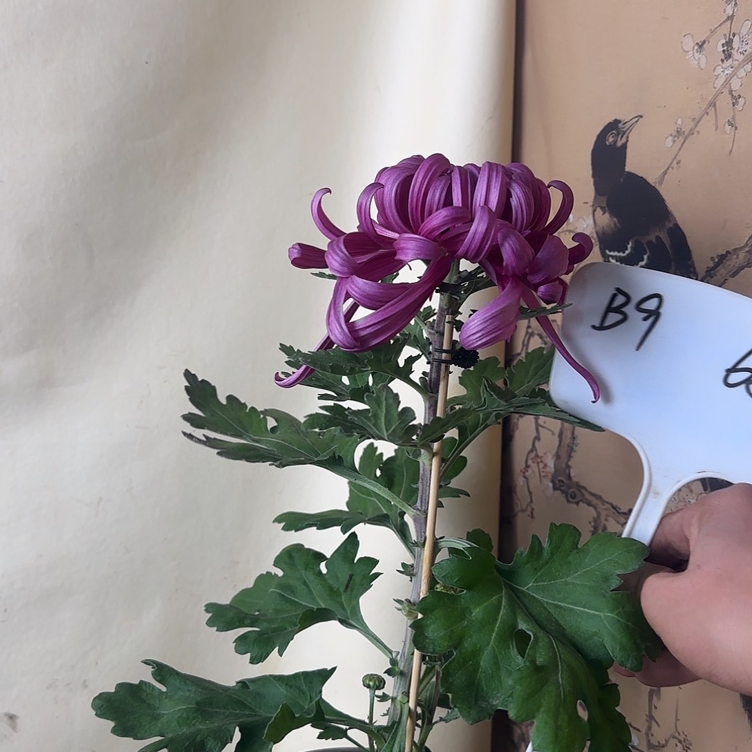 全部花朵B99999999