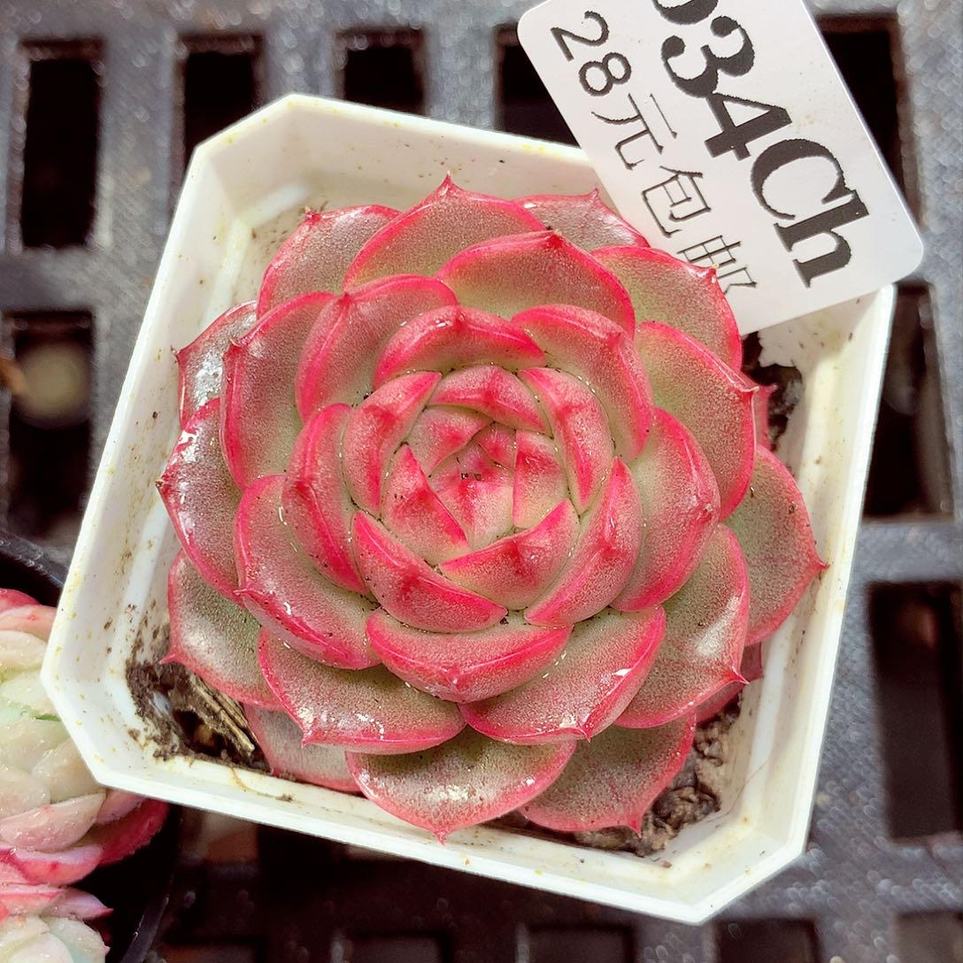 5厘米盆精控多肉034