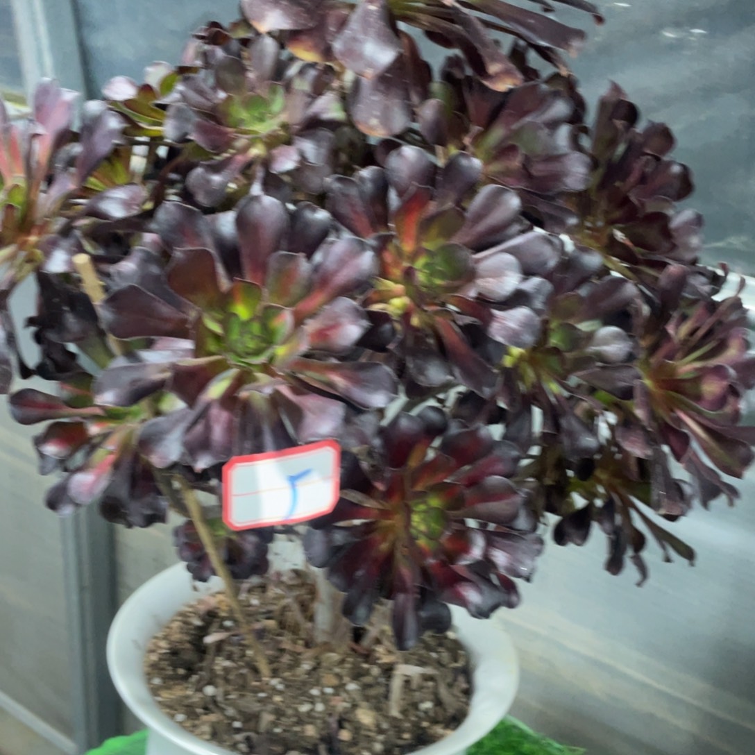 法师多肉植物等多