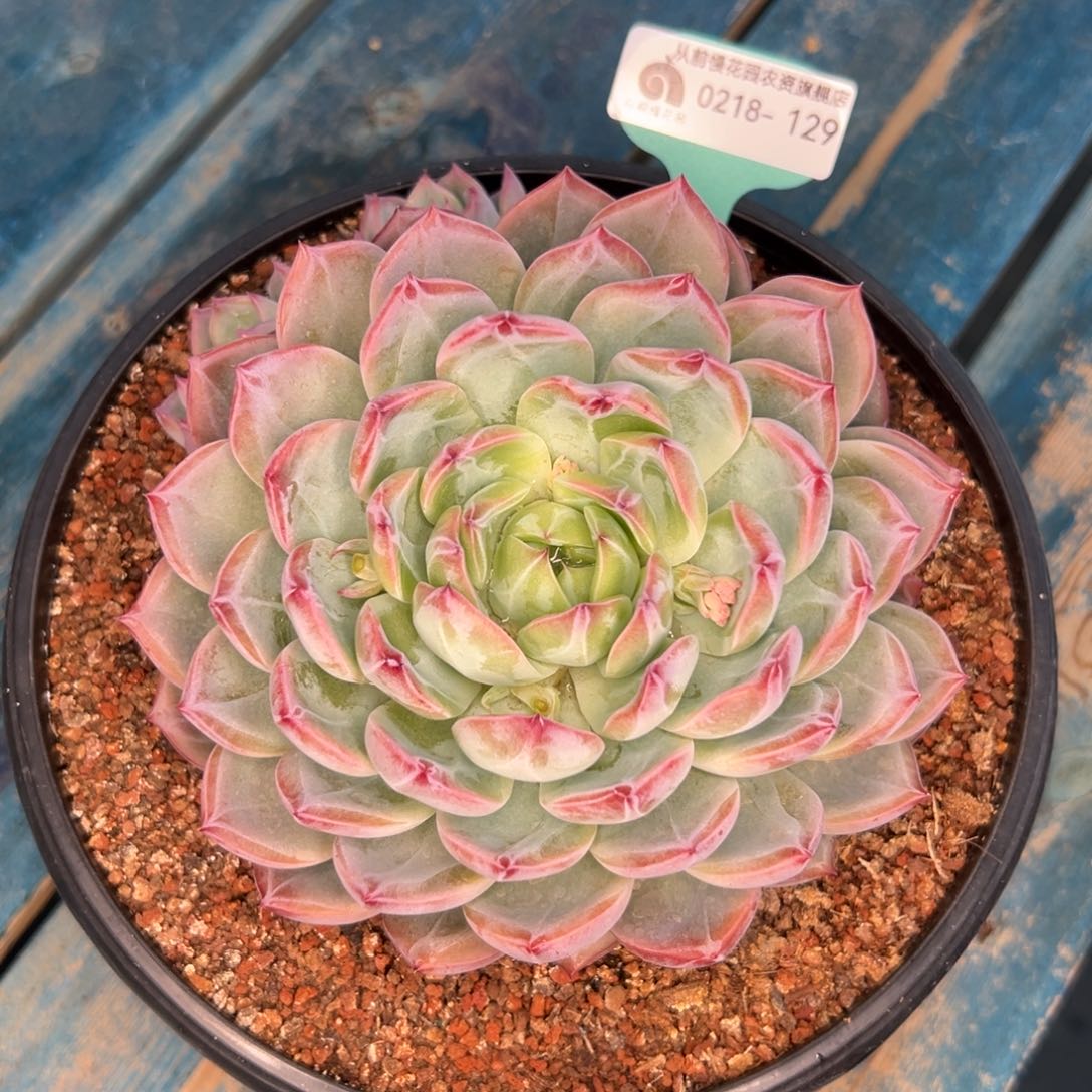 多肉一物一拍0218-129