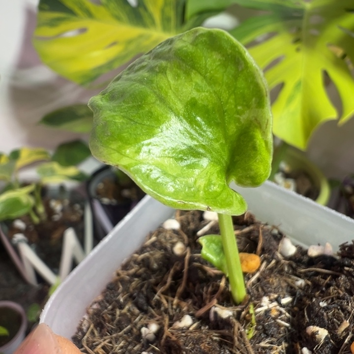 请****完全开放龟背竹种苗