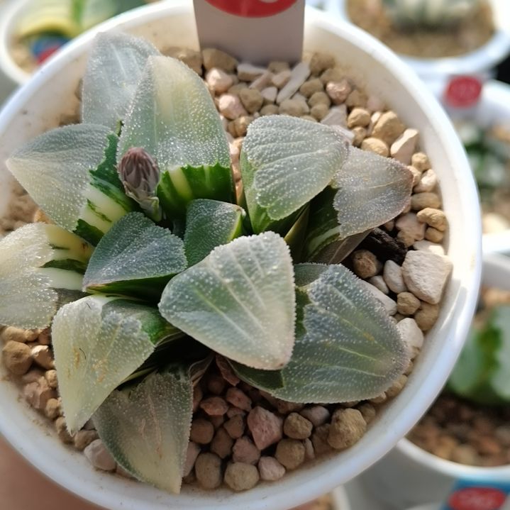 293号磨面锦一物一拍带盆土发货