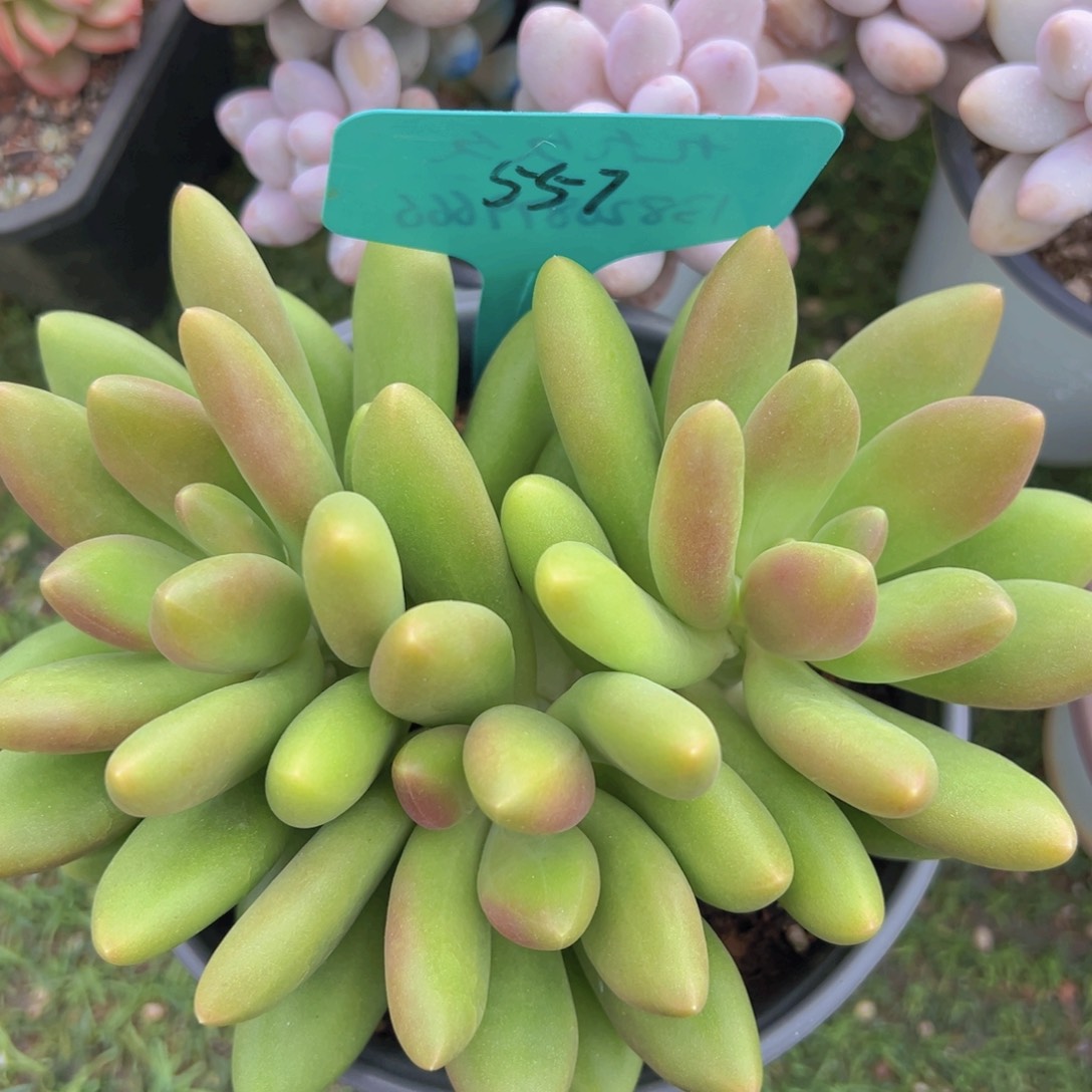 香玉的故事是一个人的故事