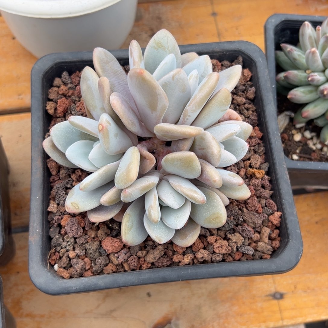 多肉小群粉兔【非偏远满18包邮】