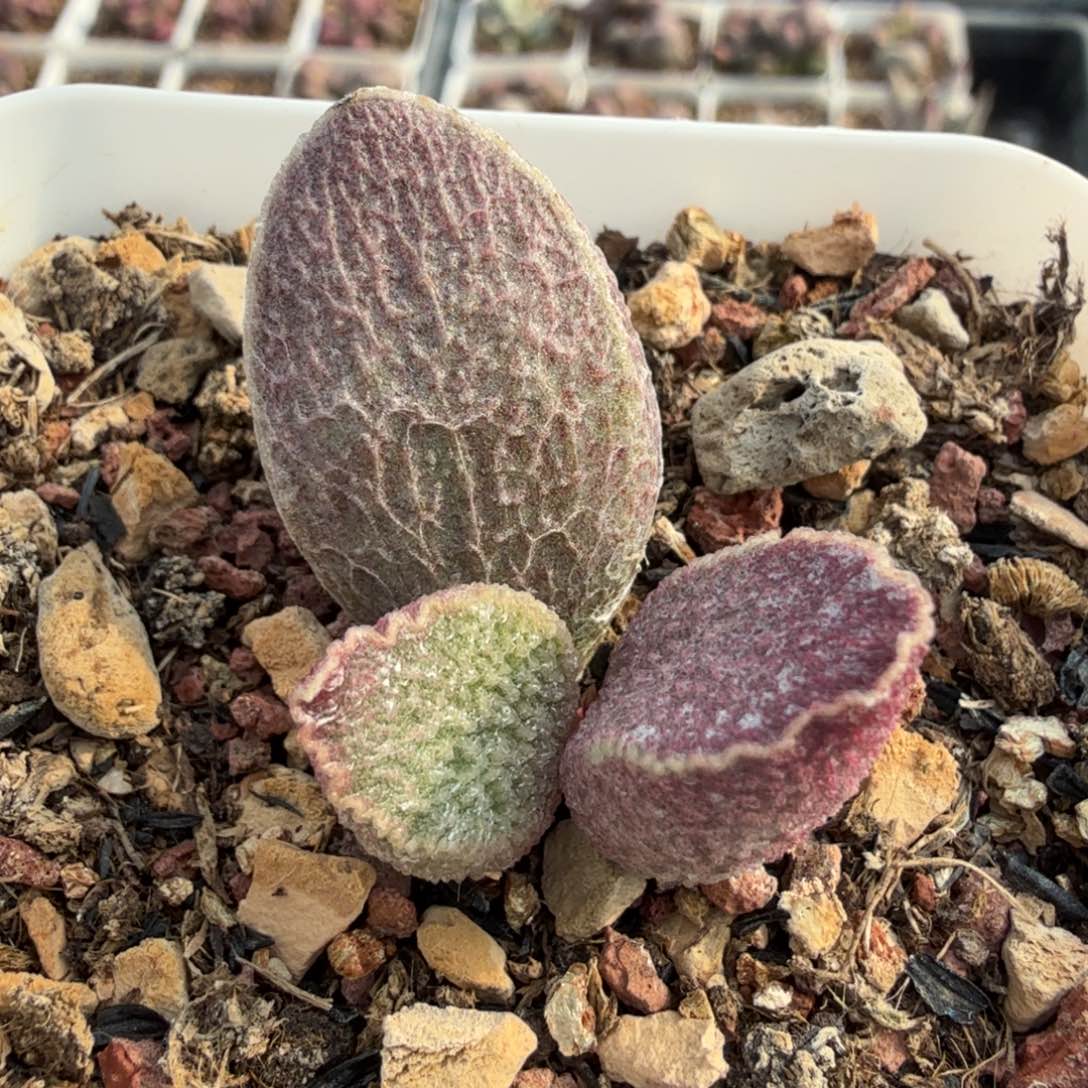 哈默红猪肝 一物一拍