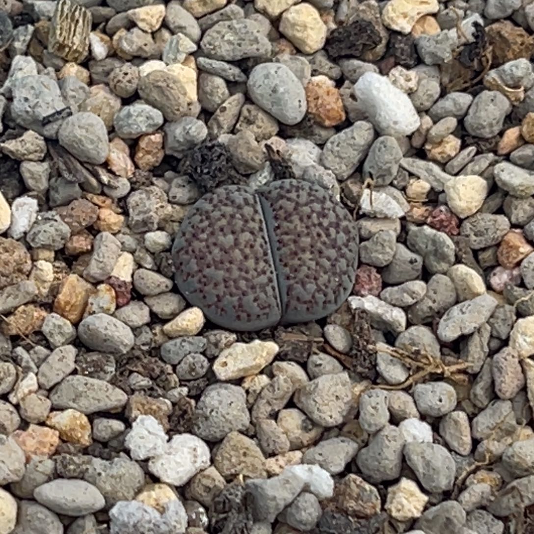 6718血点朝贡一颗