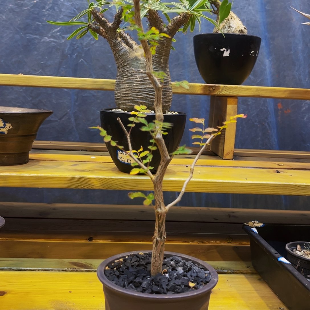 滔天橄榄，可带盆发货