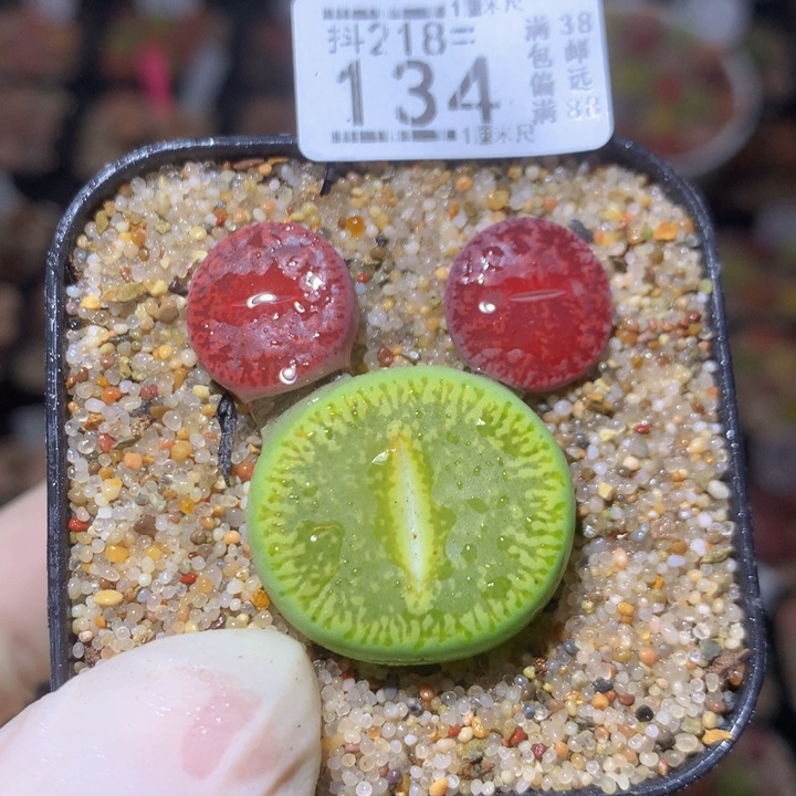 精品生石花218.134