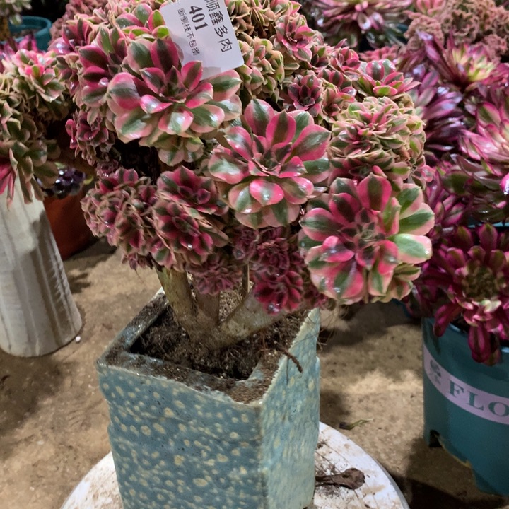 401粉女巫缀多肉植物特价