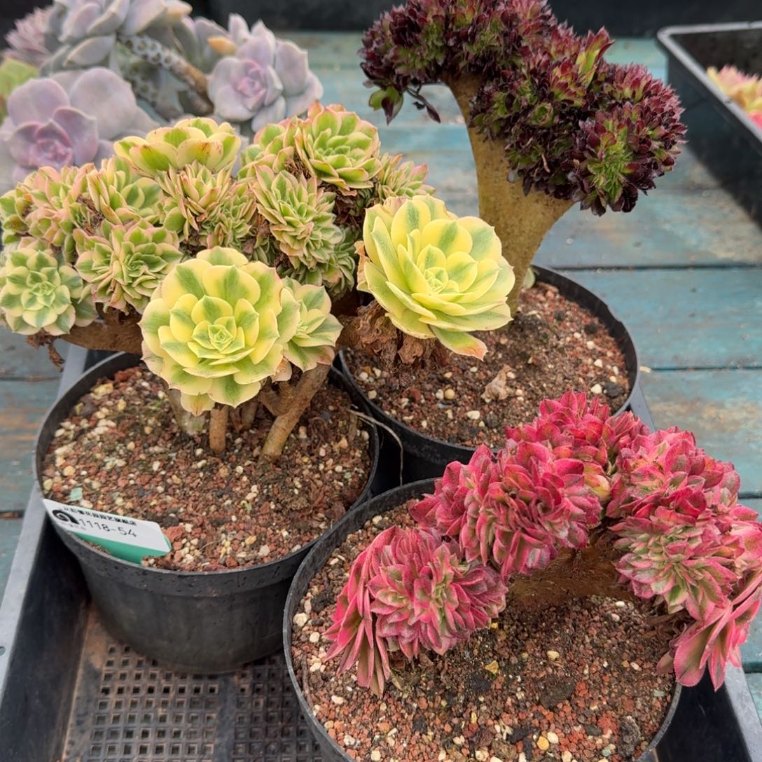 从前慢多肉编号1118-54