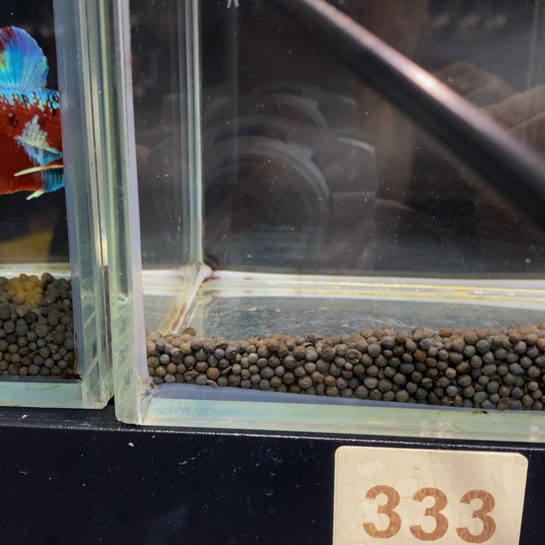 快***虫斗鱼333巨斗11111