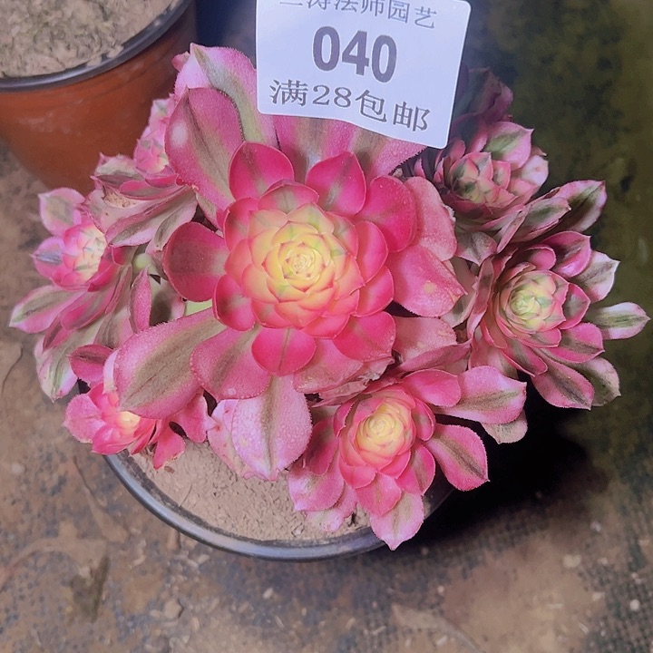 040倾城多肉植物老桩