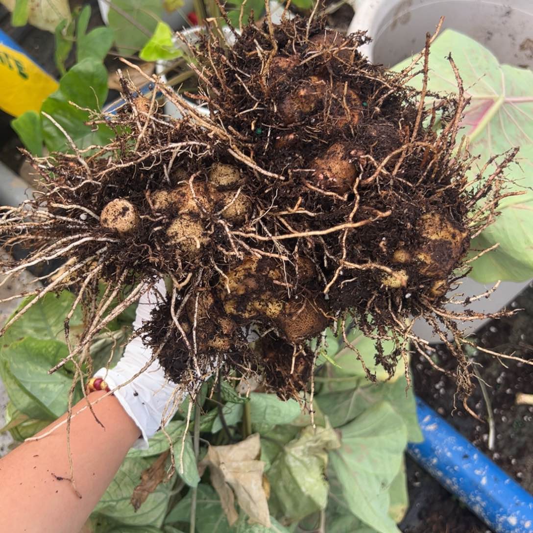 完全开放多种混合球